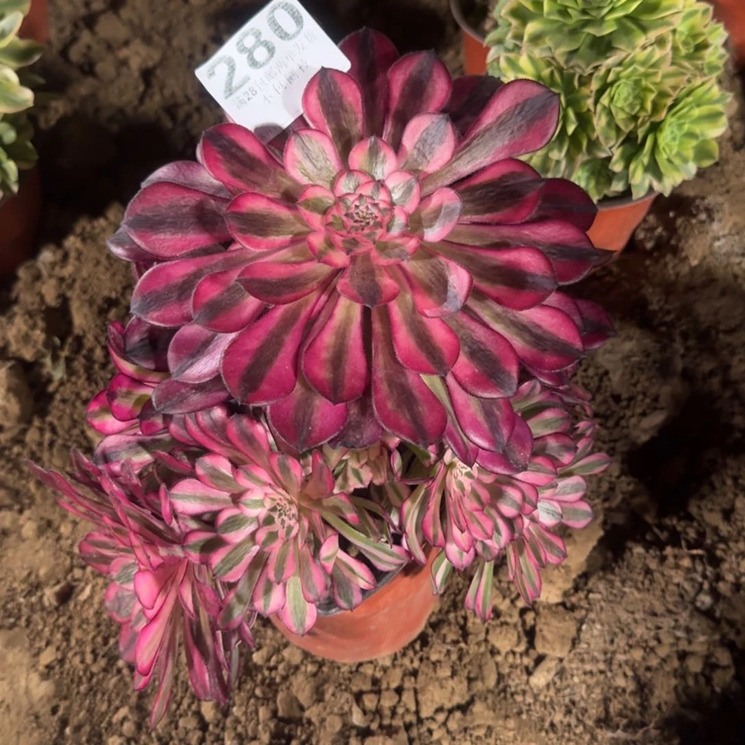 花****天280号红桐超白清棚不包损