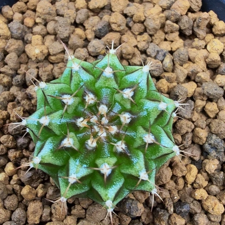 当前无花朵，栽培后可花朵