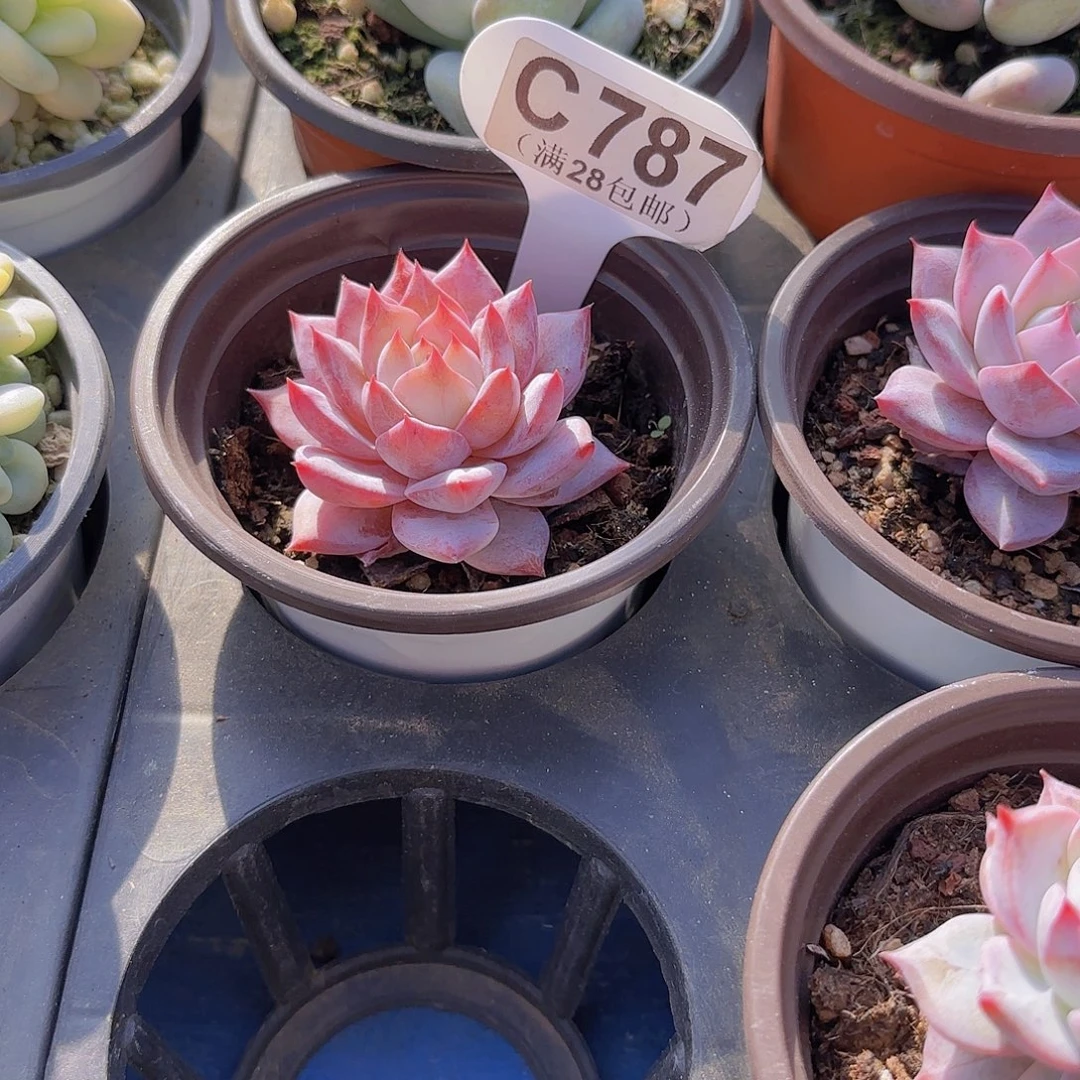 这***吃C787粉蓝鸟一物一拍