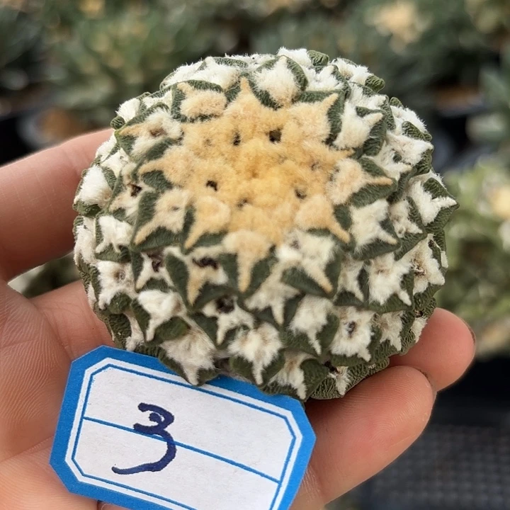仙人球落地无根尺寸6.0cm