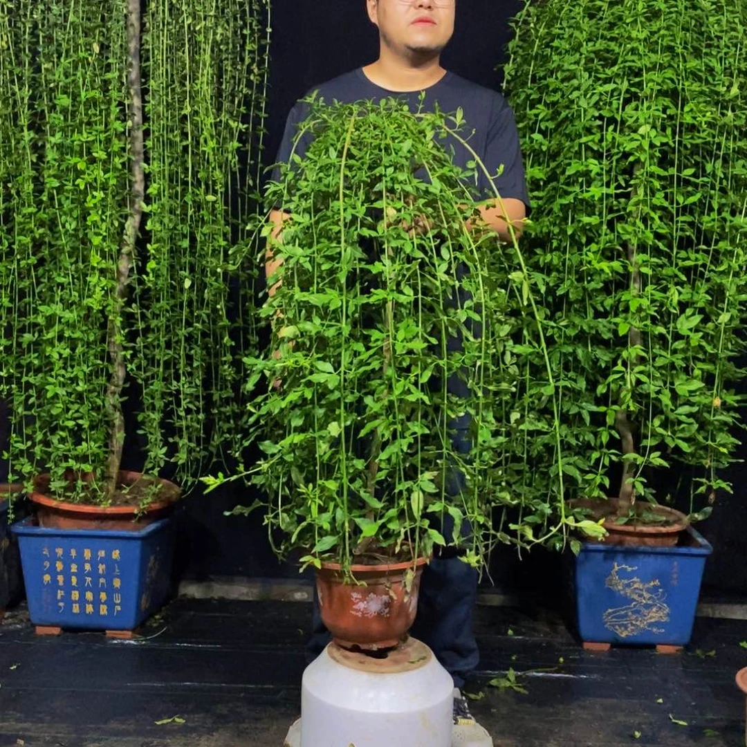 探春花，一物一拍，