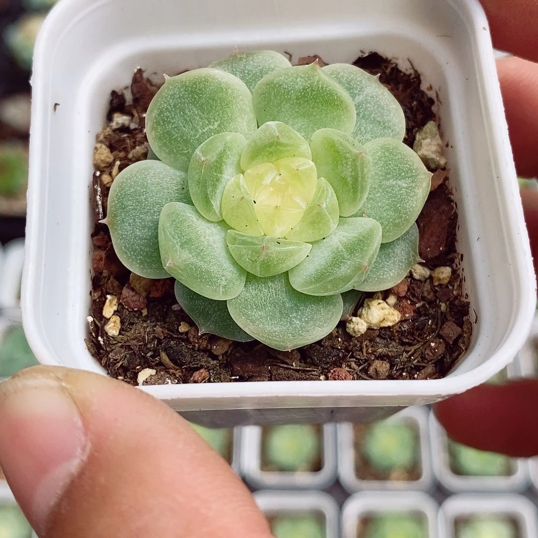 财富密码4cm多肉植物
