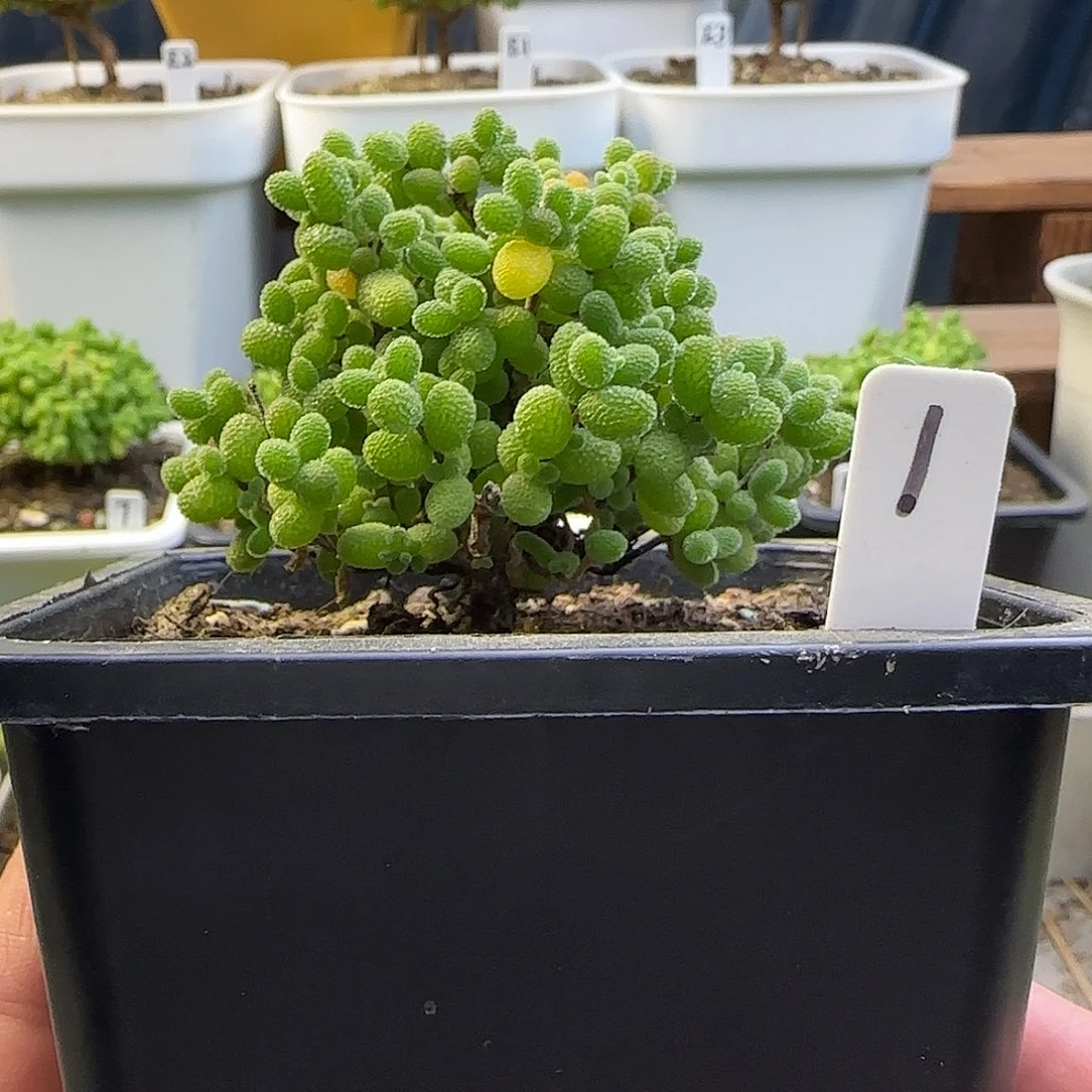 金桔糖球一物一拍