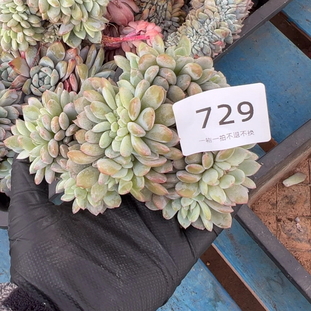 晴***️729号星影缀化小树朵朵