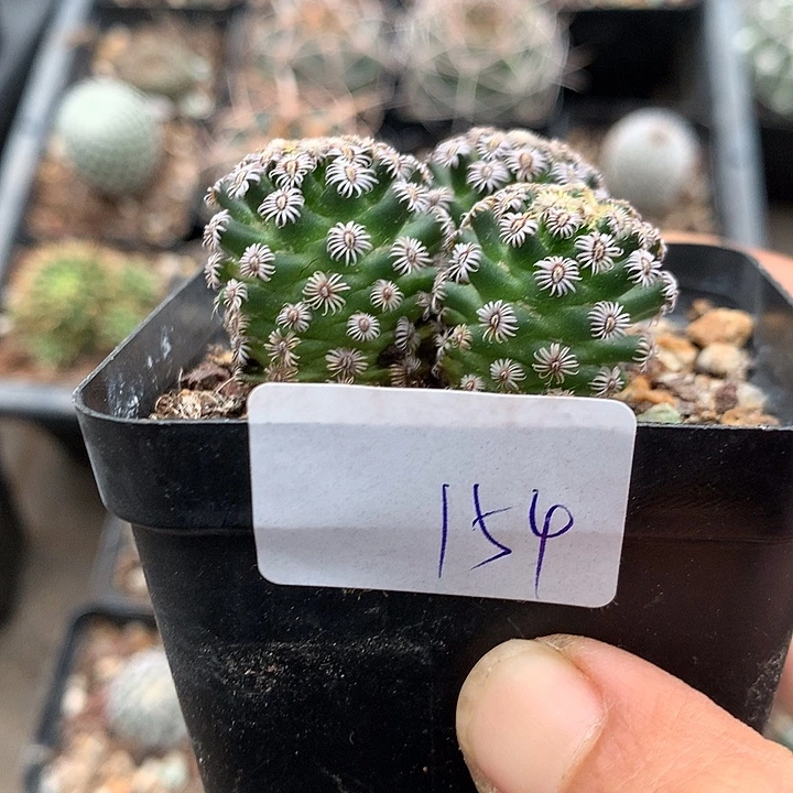 154 实生克氏丸冠服4.6厘米