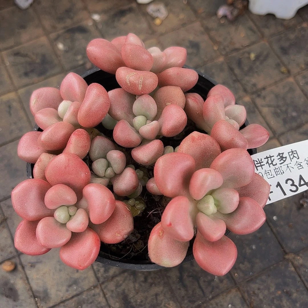 134-先锋派多肉6cm