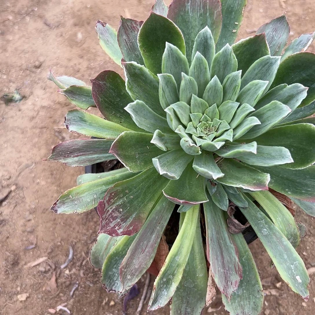多肉植物多肉植物