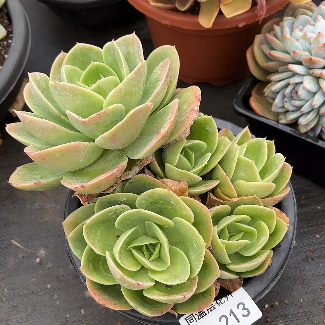 同温层多肉星娜塔213