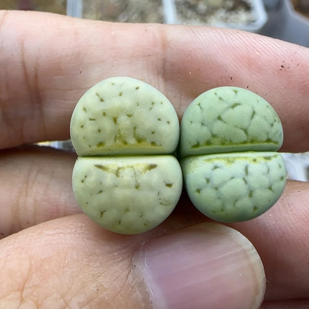 736 清框福利30包邮