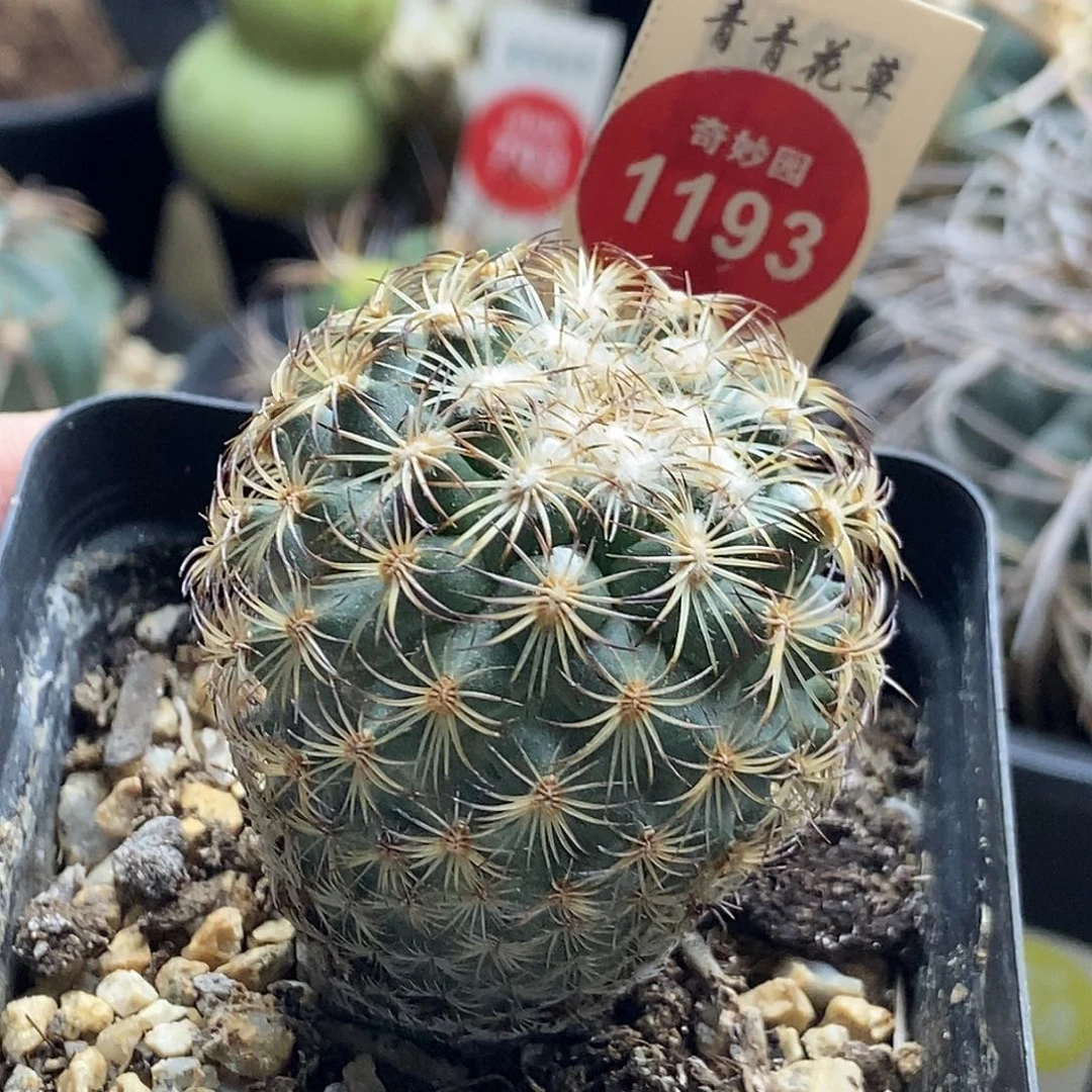 实生伊莎贝拉娇丽4.1cm