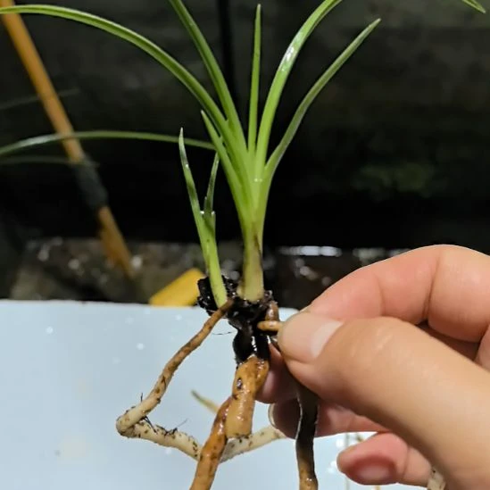 完全开放天青素引种苗