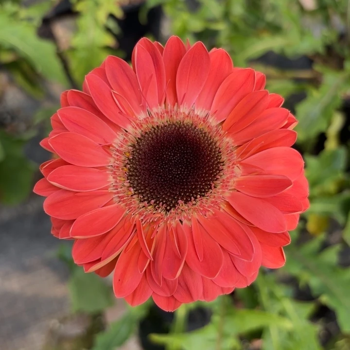 原盆原土一加仑非洲菊暖阳