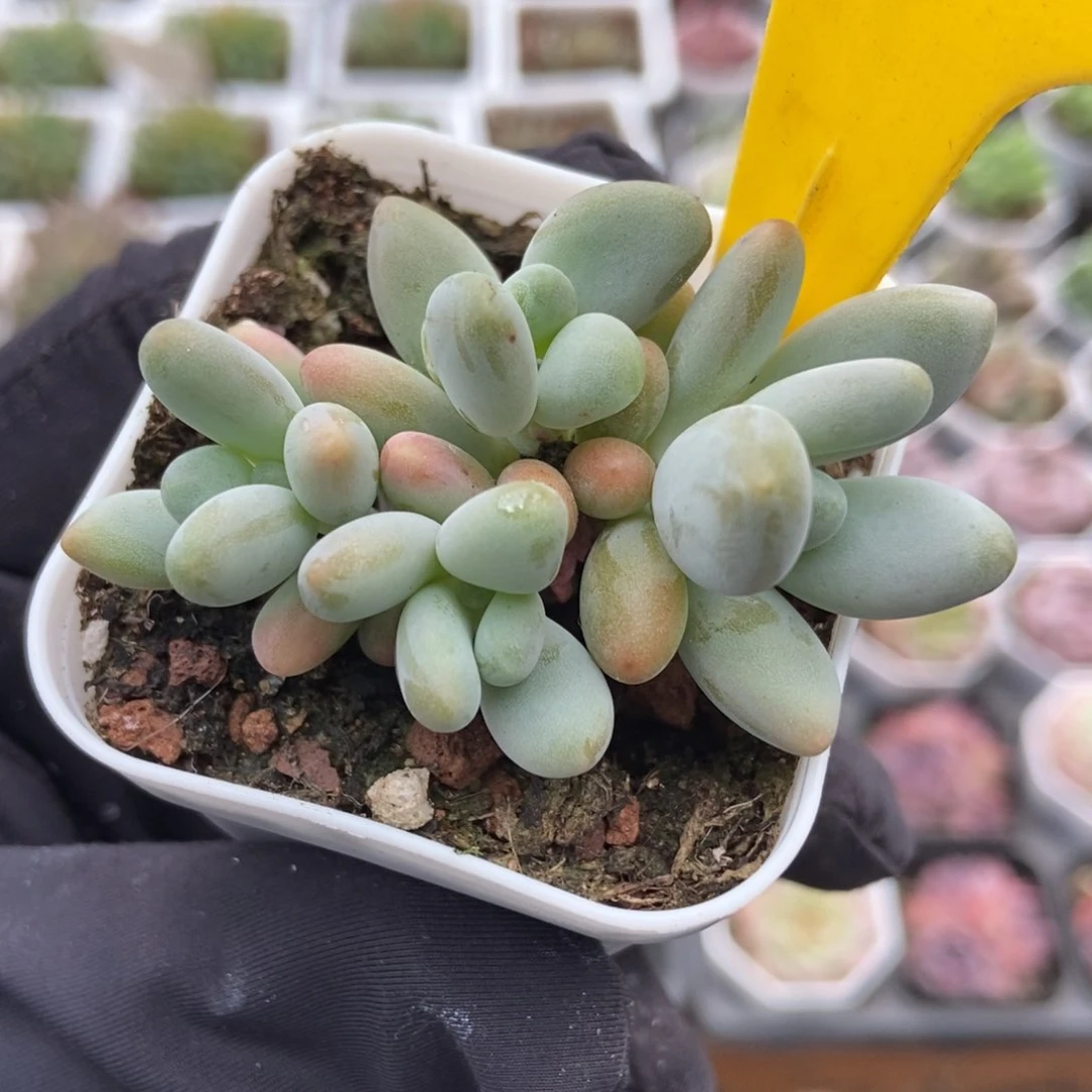 897企鹅多肉植物保护