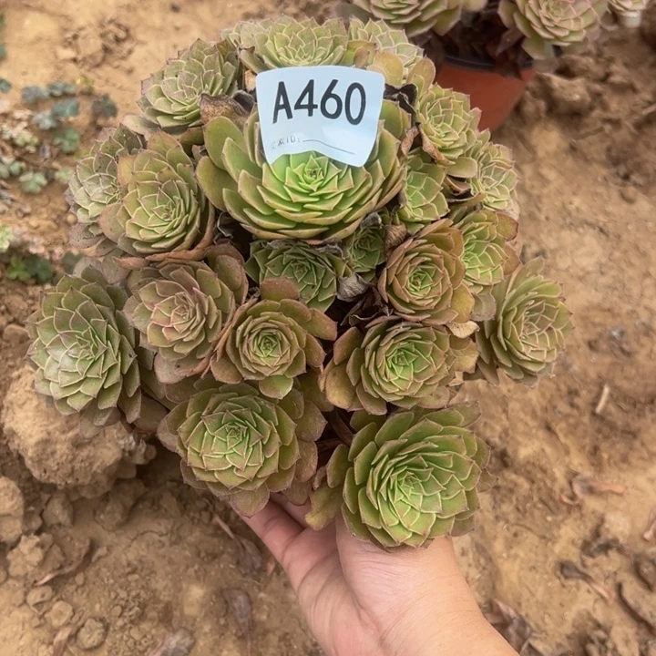 红魔多肉植物460,