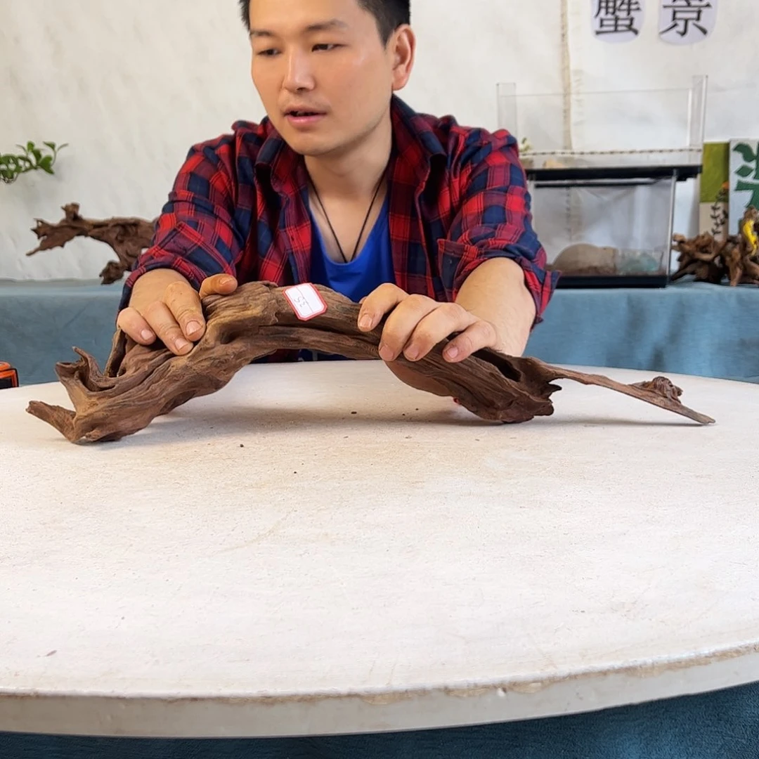 沉木造景寄居蟹景