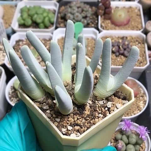 多肉肉锥 美人鱼虾钳