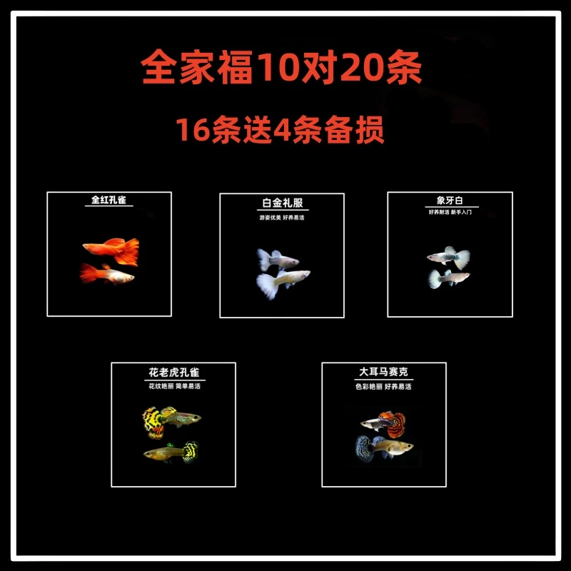 孔雀鱼混搭全家福小型热带观赏鱼好养耐活易繁殖