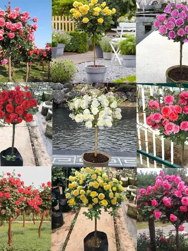 （修剪发货）月季花卉盆栽地栽阳台嫁接树桩耐寒耐旱庭院