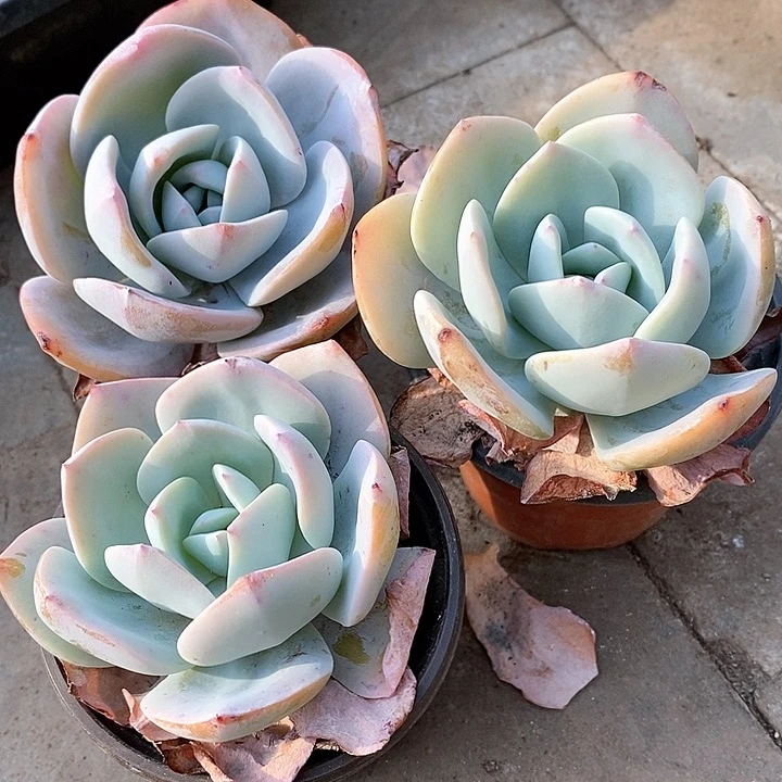 德***25-18号一物一拍奶