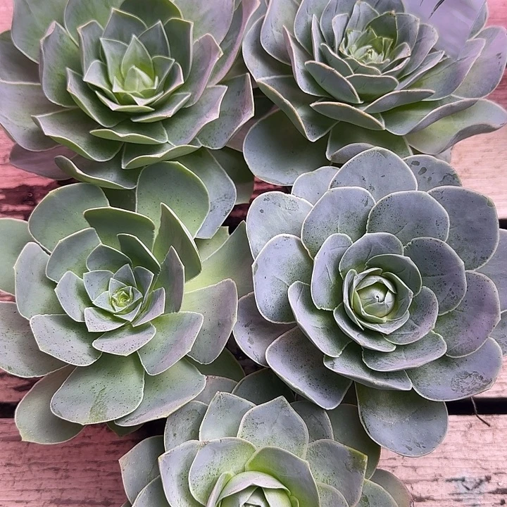 山地玫瑰一物一拍，带盆发11号