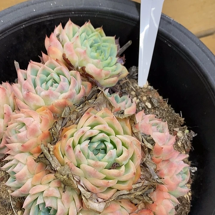 想*你724091大盆孤星福利