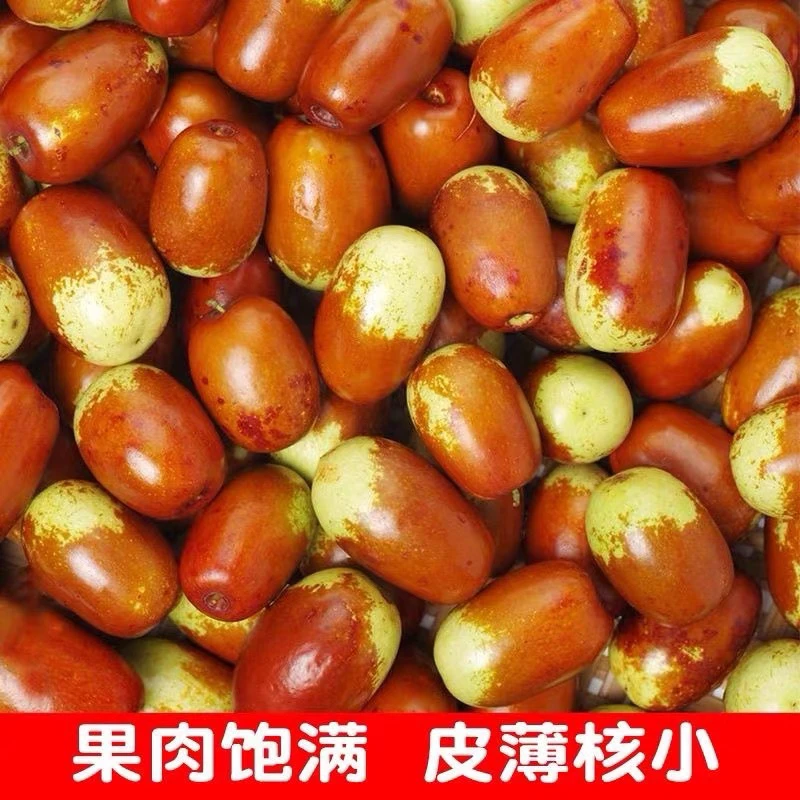 山西新鲜鸡心枣现摘现发果肉饱满生吃脆甜蒸吃软糯