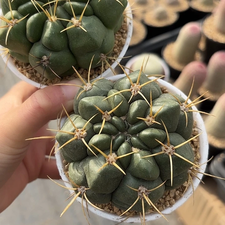 莺鸣玉实生万象盆随机一盆