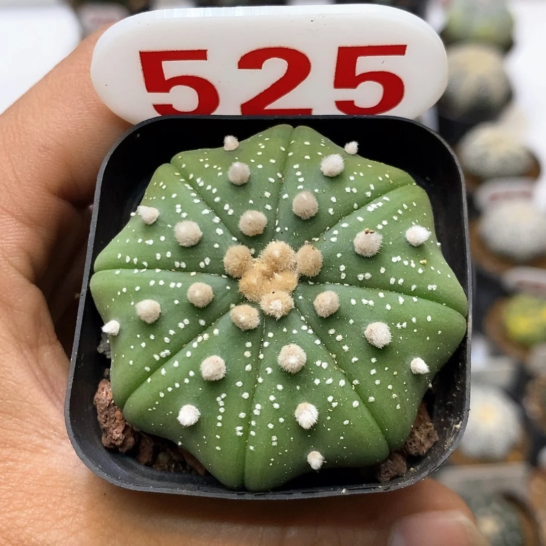 525福利特价来了哦亲