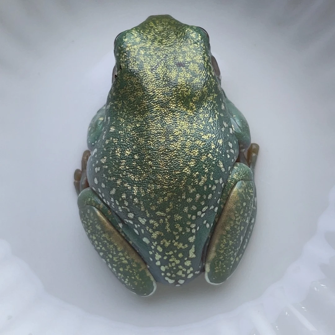 老爷树蛙满金澳蓝18号