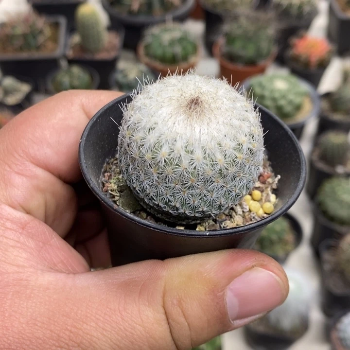 大号月世界特价福利