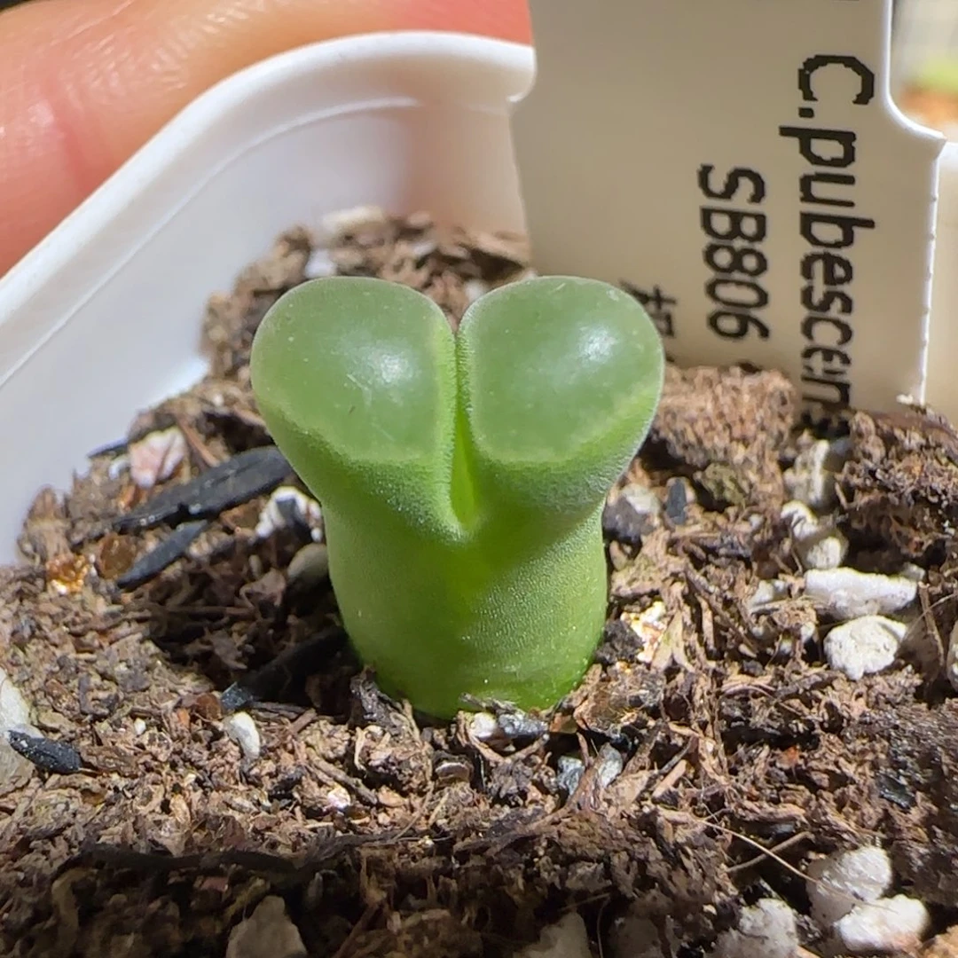 肉锥多肉植物组合-极窗758
