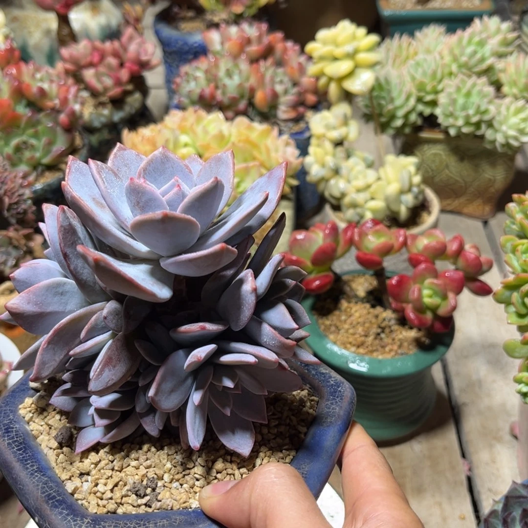 红茶多肉植物tihuini