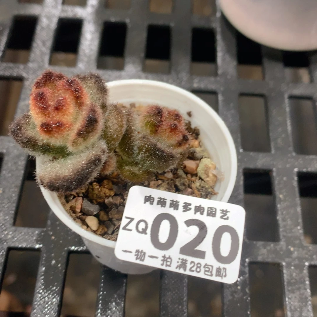 肉萌萌拇指盆精控多肉ZQ020