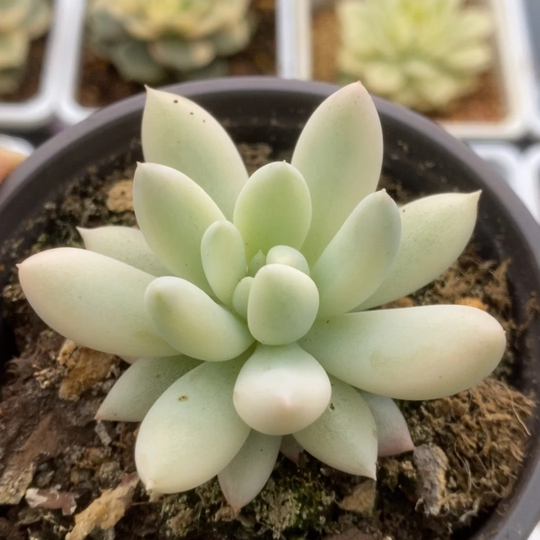 590红蜻蜓锦锦锦锦锦锦