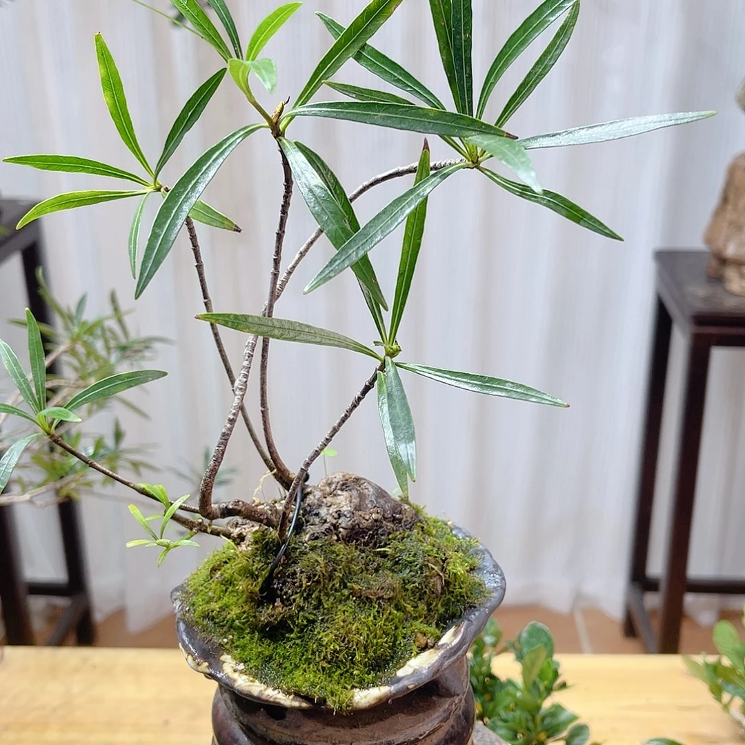 薛***予无花朵254786986656698888998