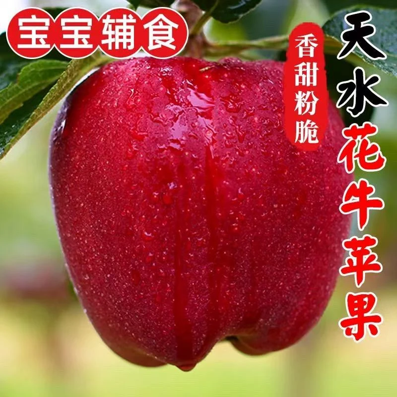 甘肃天水高山花牛苹果【现摘现发】