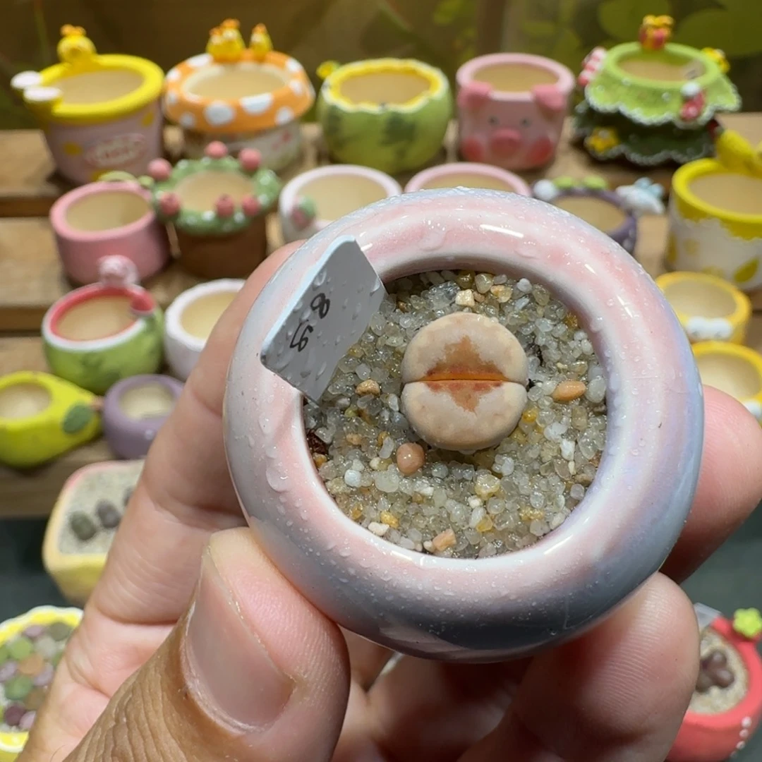 蘑菇1083热唇多肉植物