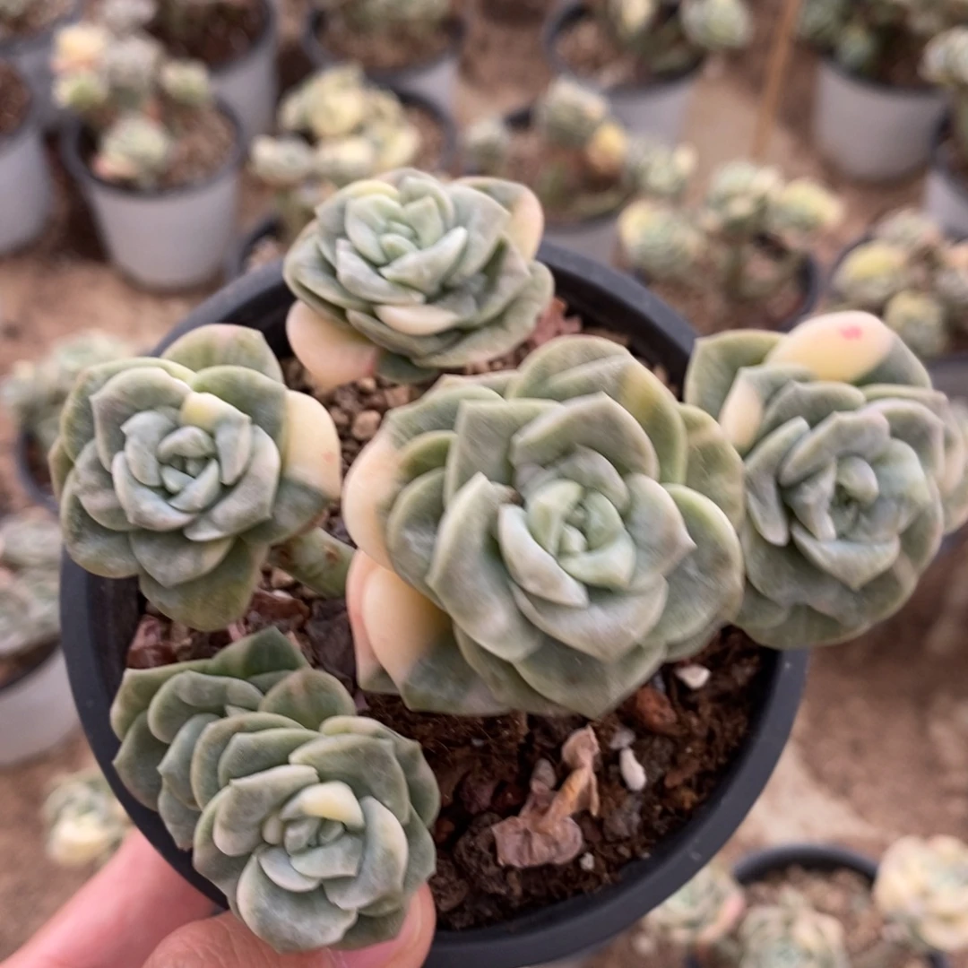 可爱玫瑰锦多肉植物7290