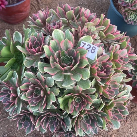 728浣纱多肉植物huah