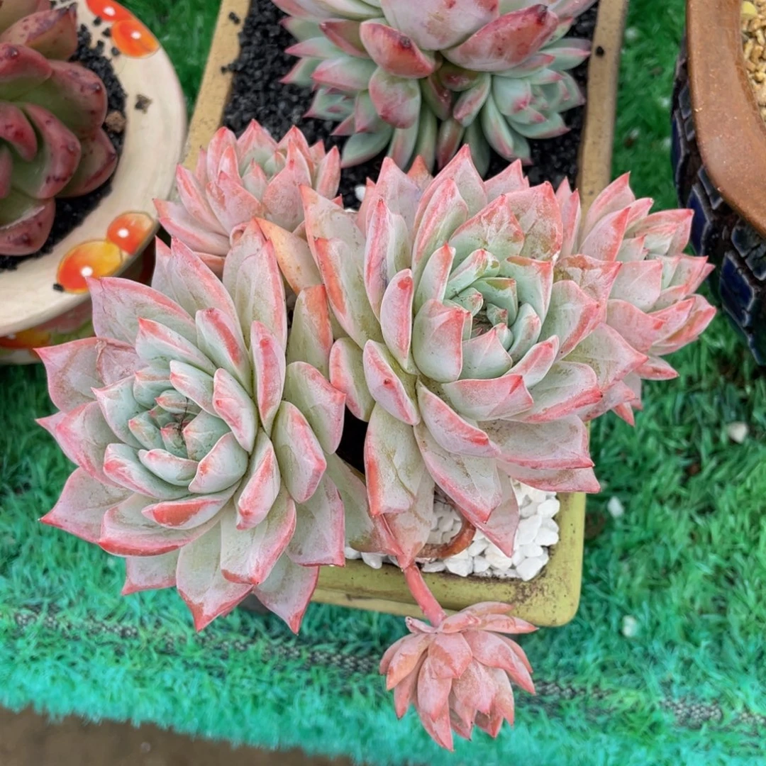38多肉植物盆栽多肉
