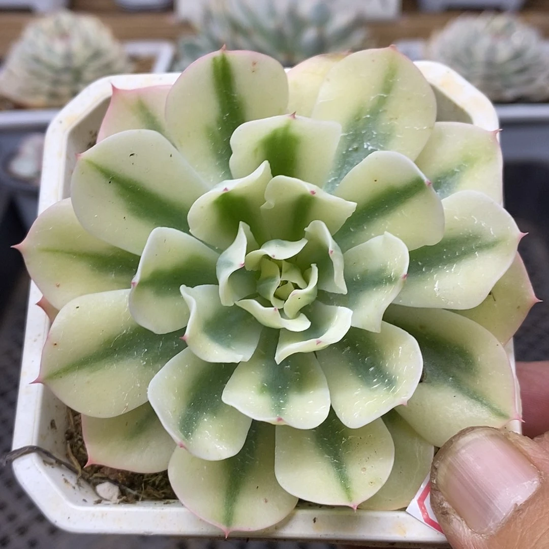 0903 海啸覆轮锦