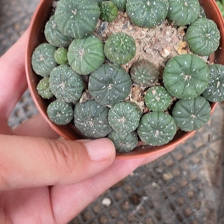 528仙人球开花植物