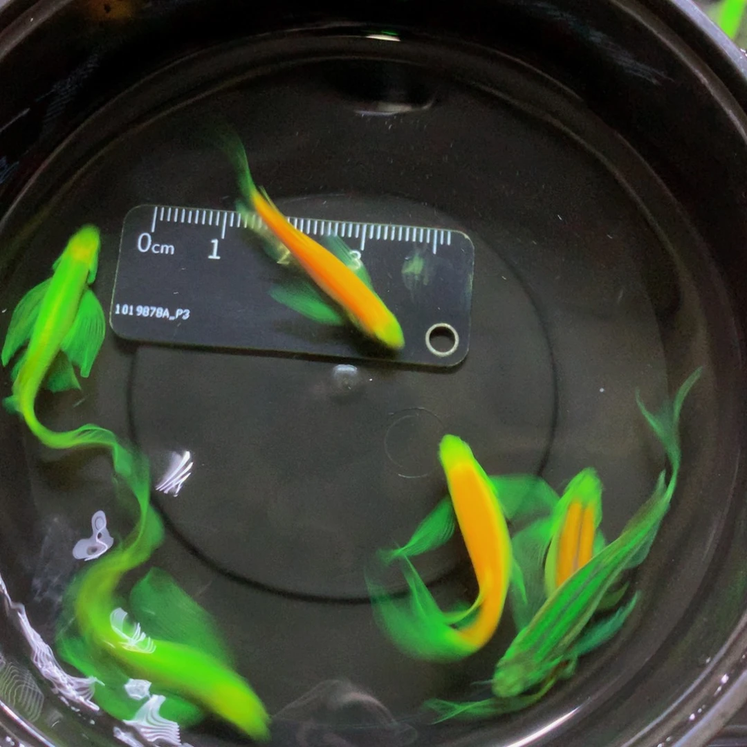 斑马鱼大号蝶翼斑马混搭6条（4-5厘米）
