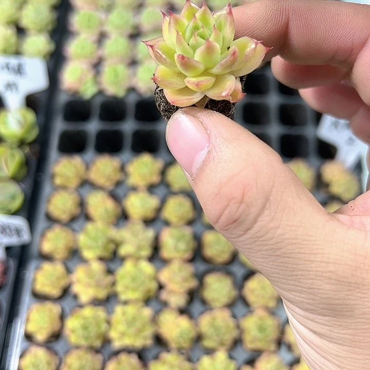 火凤凰 满10颗包邮