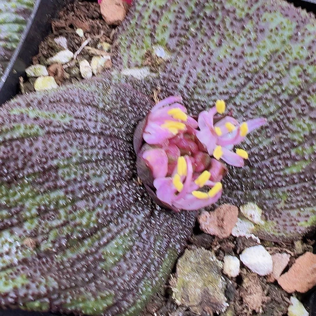 紫镜19包邮多肉植物