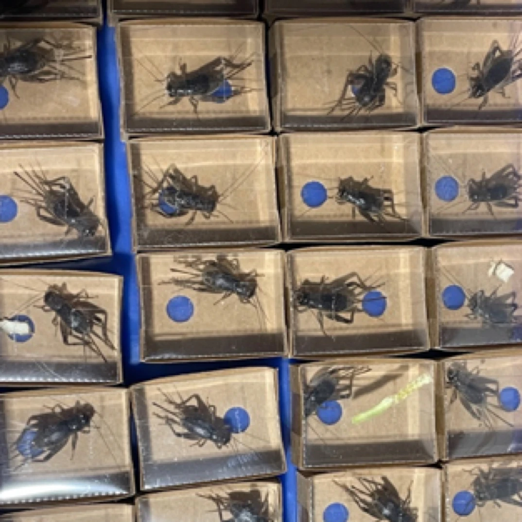 精品三尾  好鞍配好马。10条起