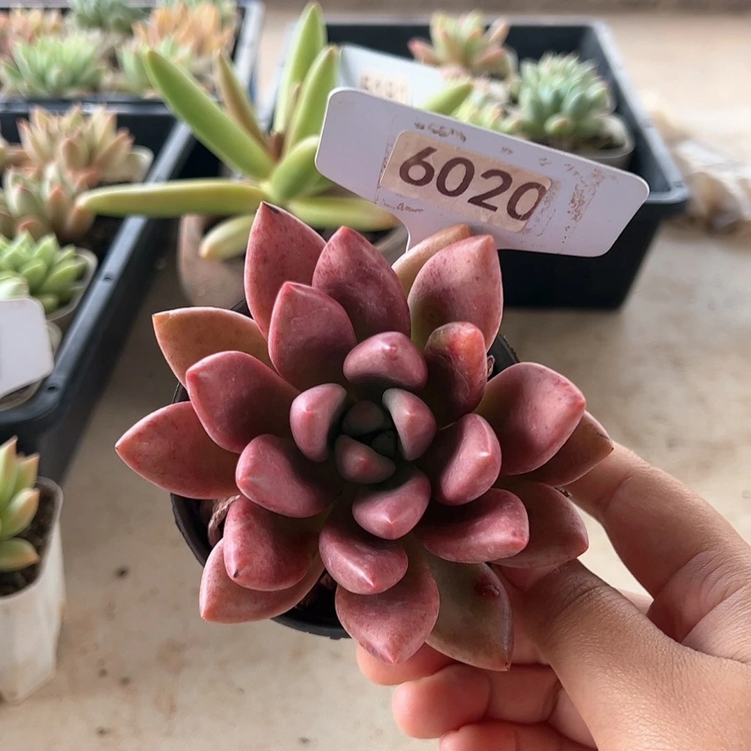 【闪购商品】桃花源。6020。111111