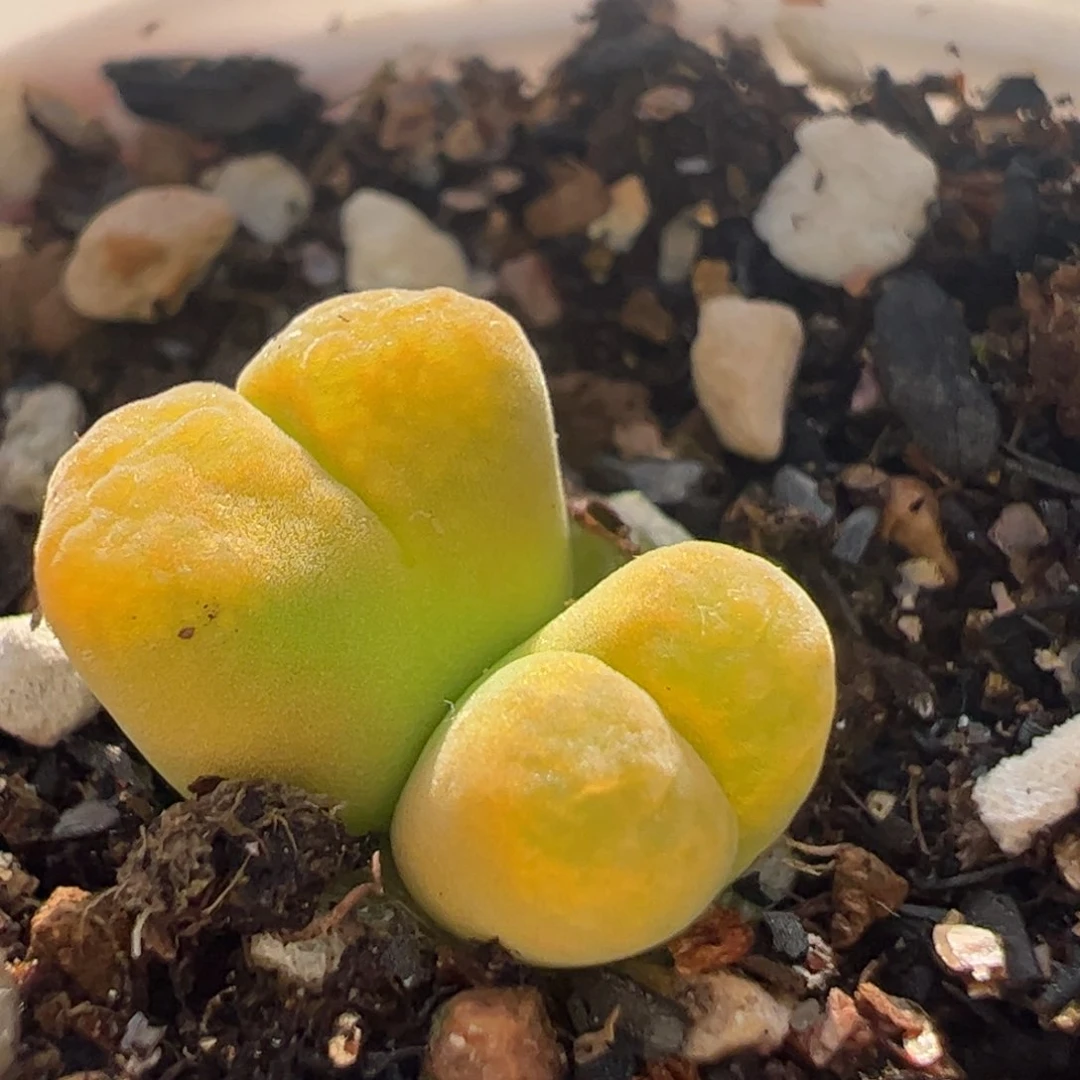 黄蛋糕多肉植物百科