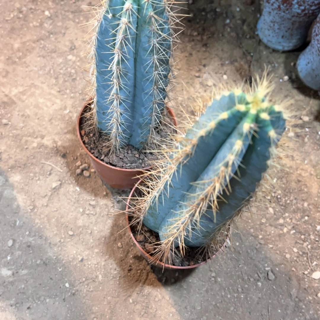 简***单一物一拍感谢支持