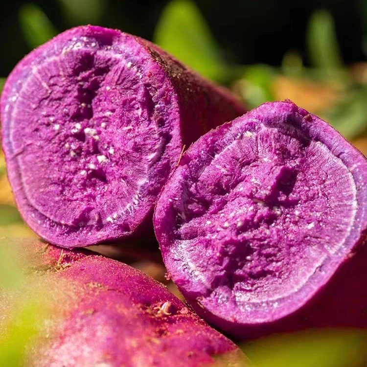 山礼农初【天目云妈 】 鲜甜香糯  口感绵密  美味高山紫薯中果5斤